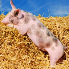 冬季养猪关键管理要点