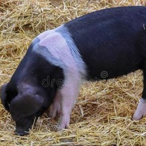 AI智能养猪的另一面：猪肉消费进一步下滑？