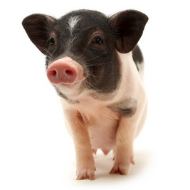 曙光在前：多重力量共振，2026年养猪业或迎周期拐点