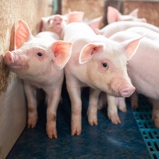 猪盖塔病毒流行现状与科学防控策略