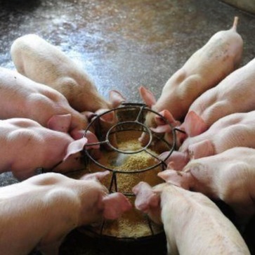 猪呼吸困难急救方案：先救急再对症 大幅降低死亡率