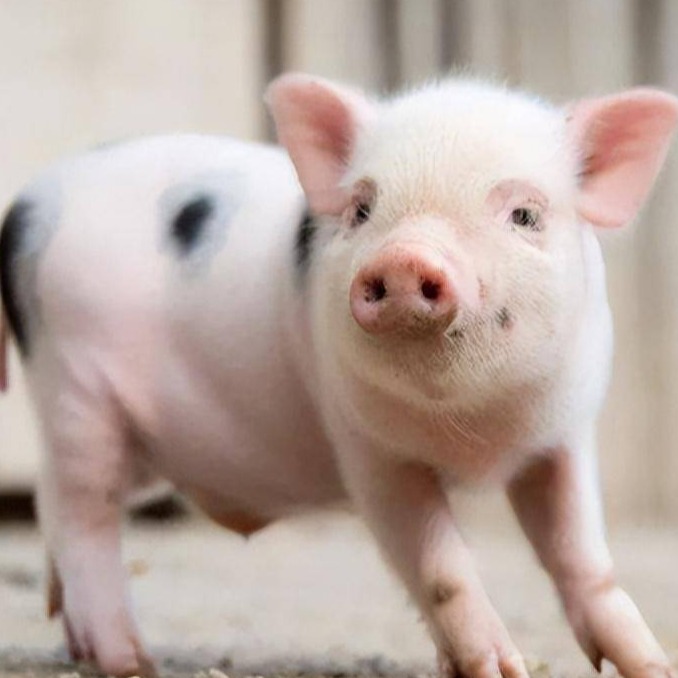 猪舍氨气浓度多少才是正常