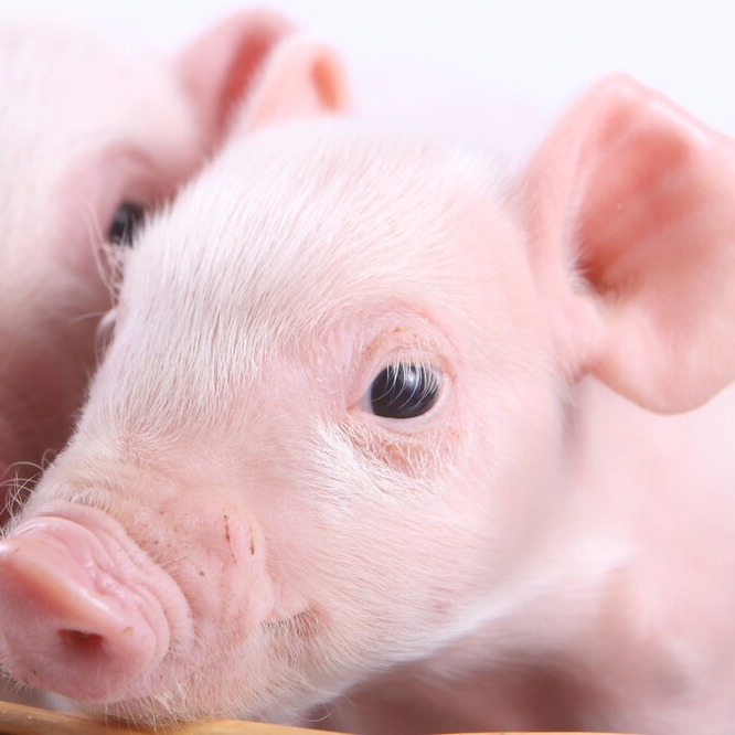 公猪的饲养管理