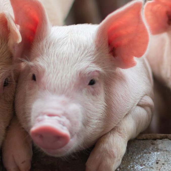 公猪如何调教？