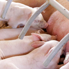 母猪配种的最佳时机