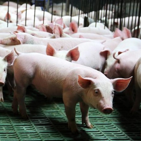 公猪的免疫程序