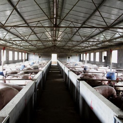 猪场采精注意事项