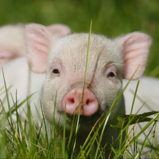 猪场常规输精与常规输精的优缺点