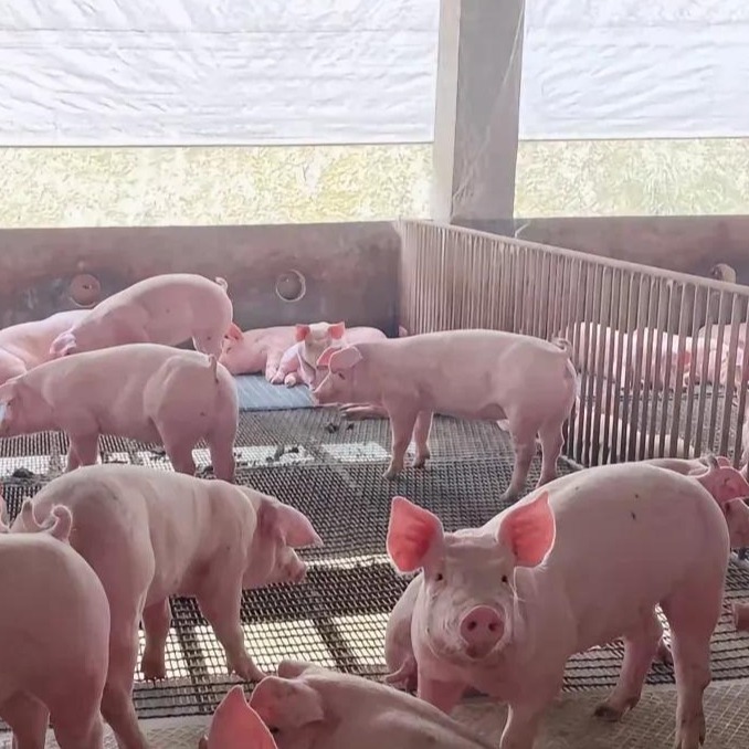 猪场精液的制作过程