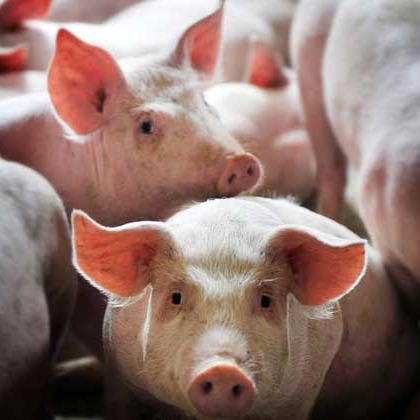 猪场深部输精注意事项