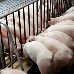 猪场水线如何清理