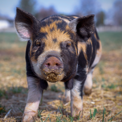  警惕！亏足26周，头均亏损约80元！某权威专家推演：2026猪价上涨预期要泡汤？