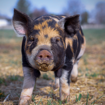 一夜反水！猪价惨绿，13元关口或失守！周期反转仍是空谈