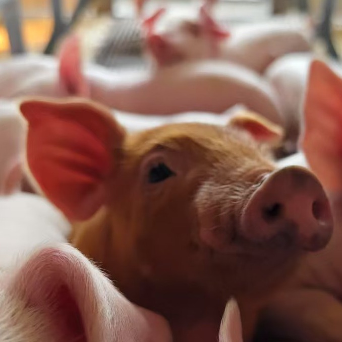 育肥各阶段温度管理分析