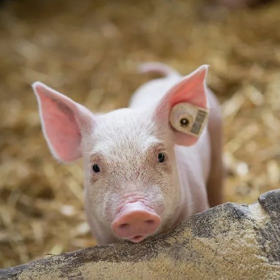 明日猪价 | 2026.1.29日~全国各地最新猪价（猪价已更新！）