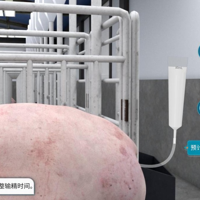 母猪定时输精技术的应用利弊及优化策略