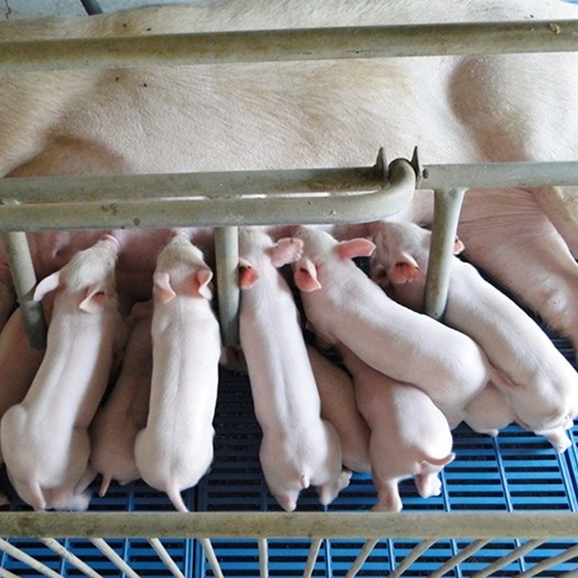 消费市场承压〡仔猪市场销售火爆 引发关注