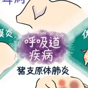 如何解决冬季猪咳喘反弹