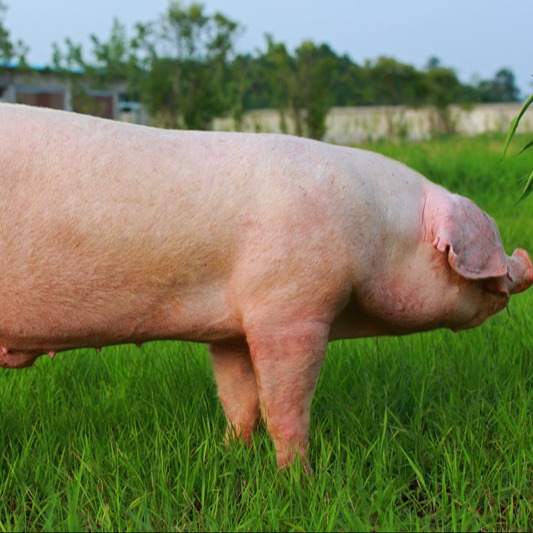 现代化公猪站高效管理体系构建与实践指南