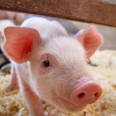 目测过年期间老百姓&ldquo;猪肉自由&rdquo;将毫无压力