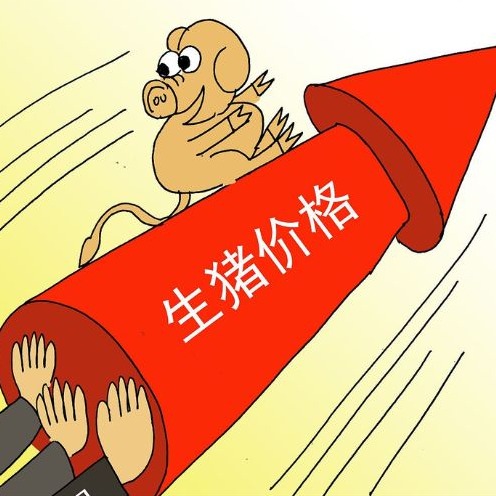 1月猪价反弹后走弱，年前会再涨一波？