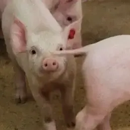   育肥猪咬尾