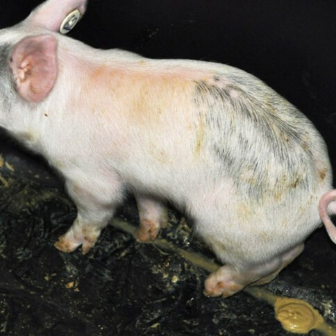 猪不同阶段腹泻的病因与用药