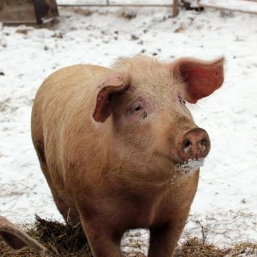 猪群冬季多发疾病综合防控方案