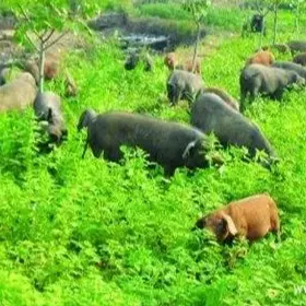 猪生态养殖技术研究