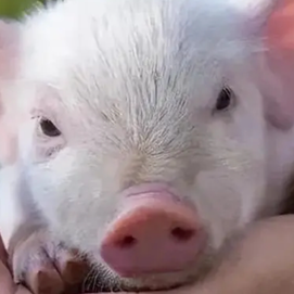 养好仔猪要做到&ldquo;抓三食，过好三关&rdquo;