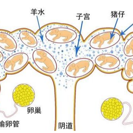 关于母猪子宫炎你了解多少？母猪子宫炎的防治策略
