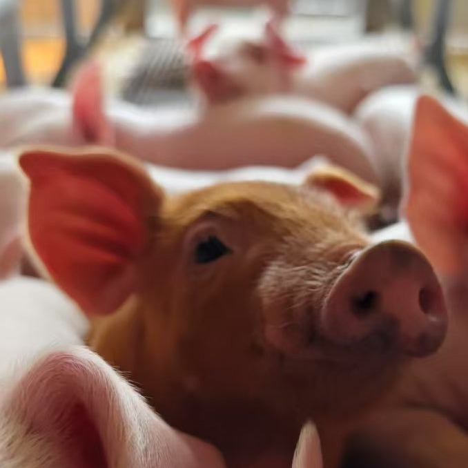 关于猪场臭氧消毒，你想知道的都在这！