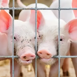 保育猪阶段温度管理深度分析