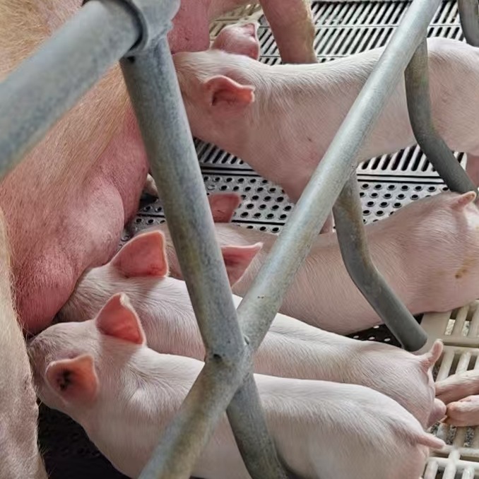 如何提升养户连廊的性价比