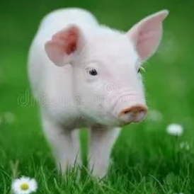 仔猪腹泻综合预防技术