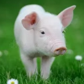 猪场冬季防咳嗽：科学防控筑牢健康防线