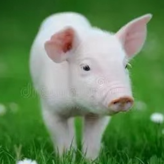 常见猪病的综合防治与健康管理实践