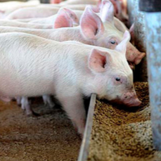 霉菌毒素对不同猪群的临床症状