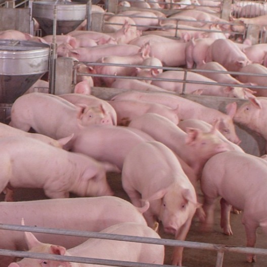 兽医在猪病防控上最易犯的六大错，有你吗？