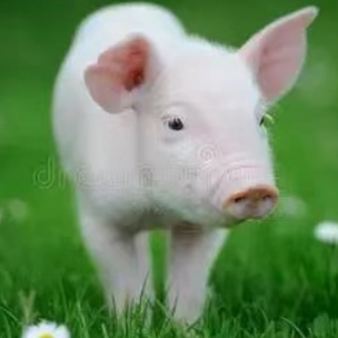 冬季猪舍高热高湿问题的预防与应对