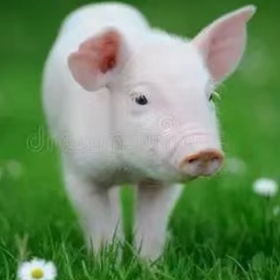 有效的猪群管理：提升养殖效益的关键策略