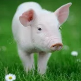 猪场生物安全防控标准化方案