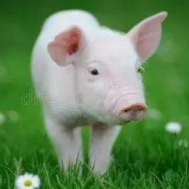 猪脑炎：病因、症状与综合防治措施