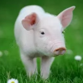 非洲猪瘟后时代：&ldquo;闭群管理&rdquo;与精准剔除的实战细节