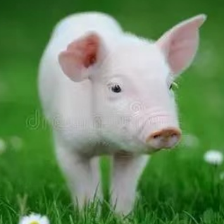 非洲猪瘟防控技术要点