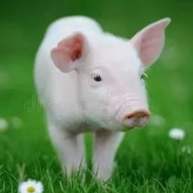 非洲猪瘟各阶段发生症状与常见猪病鉴别