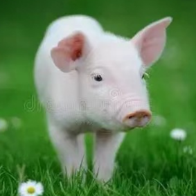 腹泻季来袭：快速鉴别仔猪黄白痢、流行性腹泻与球虫病