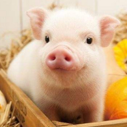 &ldquo;千猪千面&rdquo;级别的极致精准饲喂如何才能实现？