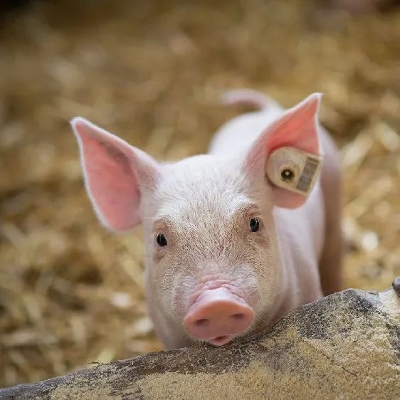 02月02日猪价：多地猪价小幅回温，能涨多高？