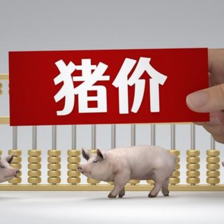 2月2日猪价｜年底备货，多地迎来上涨！